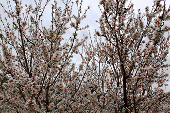 Almendros